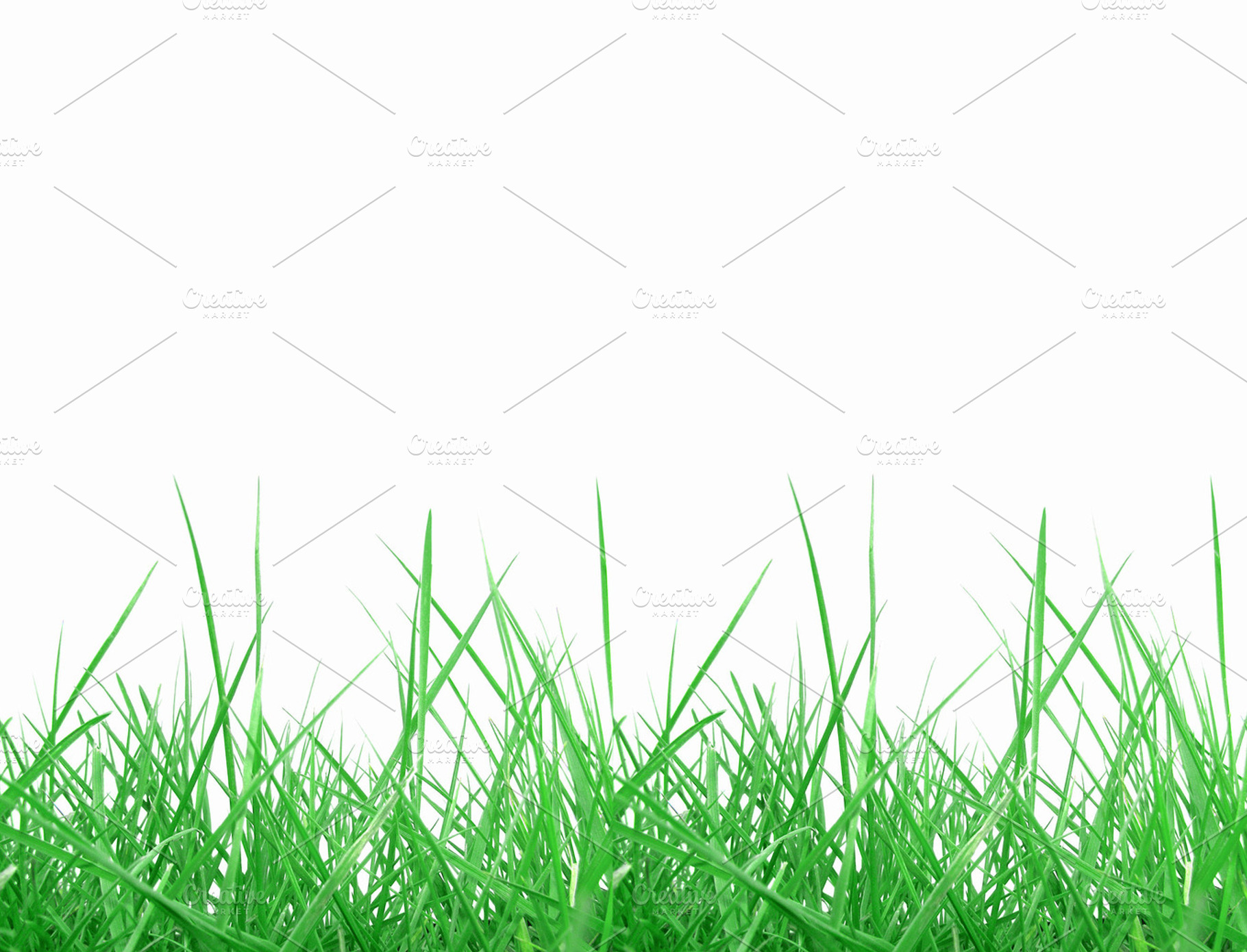 Grass isolated stock photo containing grass and meadow
