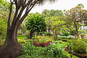 Garden in Funchal, a Photo by saiko3p