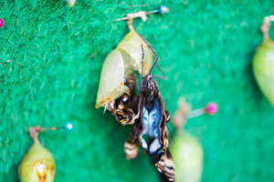 Birth of a butterfly featuring pupae, butterfly, and chrysalis