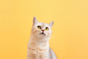 Cute Cat on Yellow Background, an Animal Photo by Ales Munt