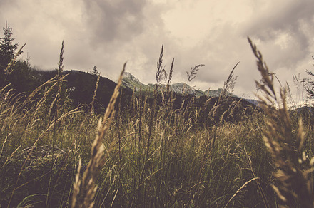 Roots And Branches preview 6