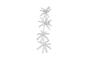 Cleavers Catchweed Bedstraw Drawing, a Healthcare Illustration by patrimonio
