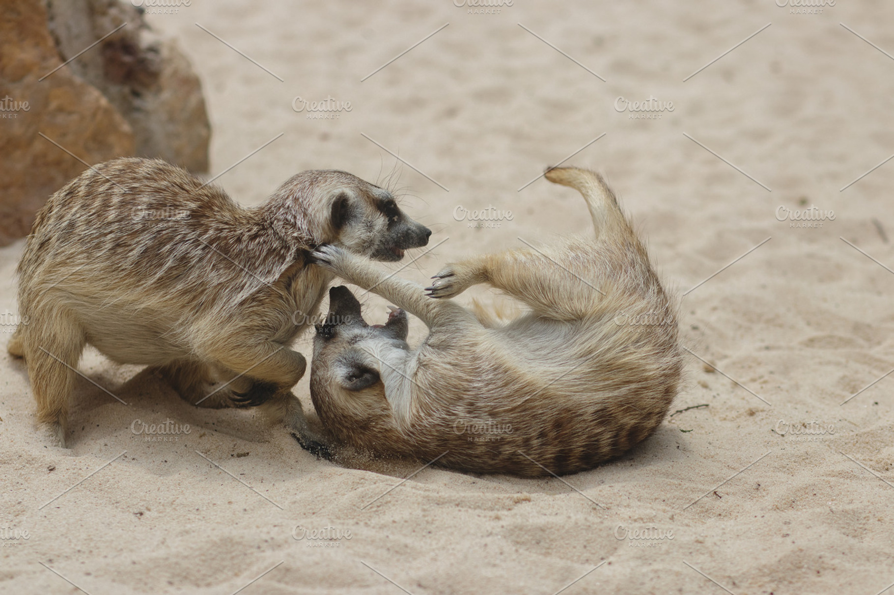 Detailed Wild Meerkat Family Photo, an Animal Photo by René Jordaan Photography