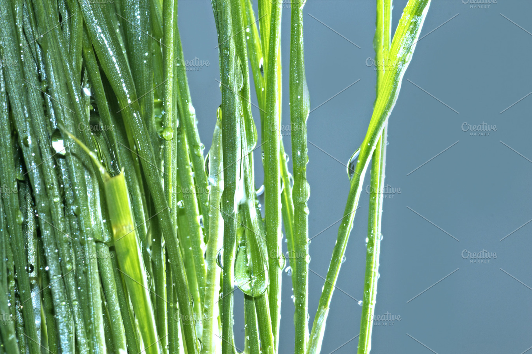 Fresh grass background stock photo containing grass and mini