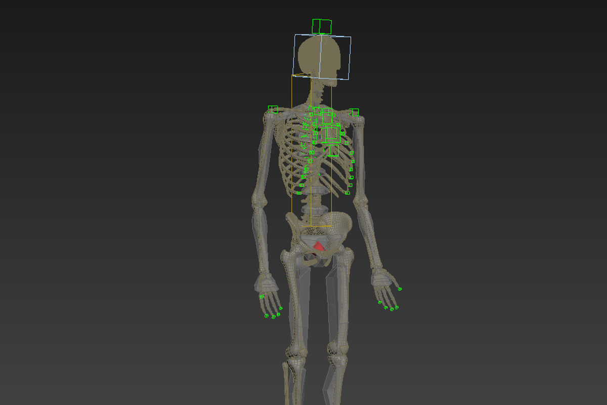 Human skeleton rigged, a Characters & Person 3D Model by konstantin.ermolaev (Photo 24 of 27)