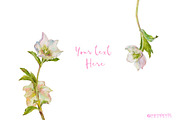 Hearts-watercolor-Hellebore, an Illustration by watercolorwild.graphics (Thumbnail 19 of 19)