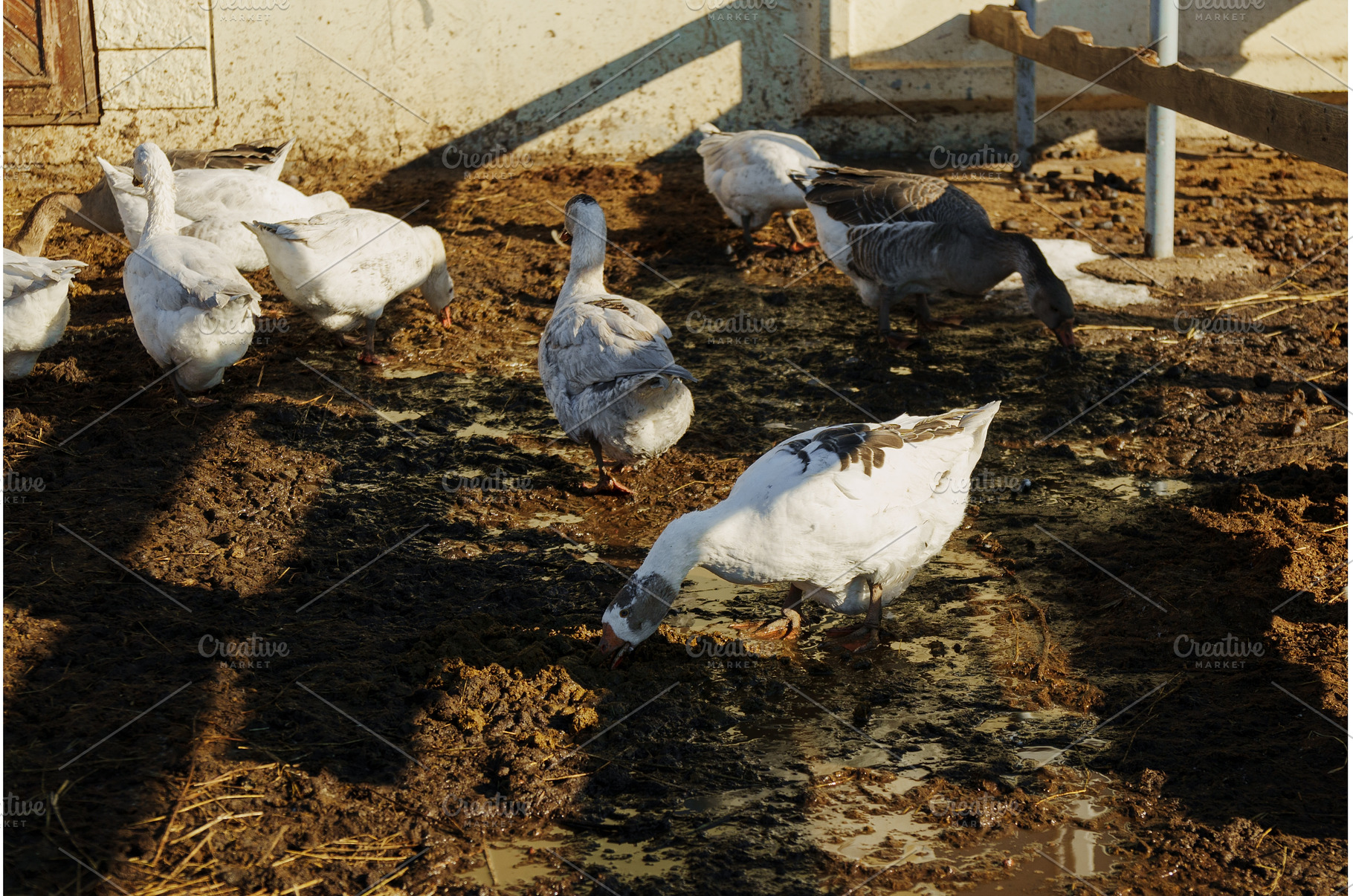 Elegant geese stroll across a muddy, an Animal Photo by darksoul72