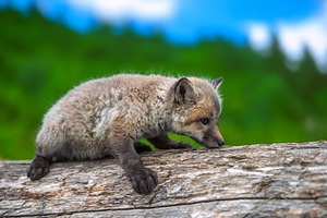 Red fox, vulpes vulpes, small young cub in forest. Cute little w, an Animal Photo by Byrdyak