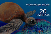 Turtle Swatches & Coral Overlays, a Palette Add-On by PandoraDreams (Thumbnail 3 of 4)