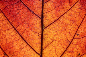 Macro close-up of a vibrant orange a, a Nature Photo by professorinc