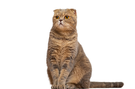 A red-haired Scottish fold cat with yellow eyes isolated on a white background.