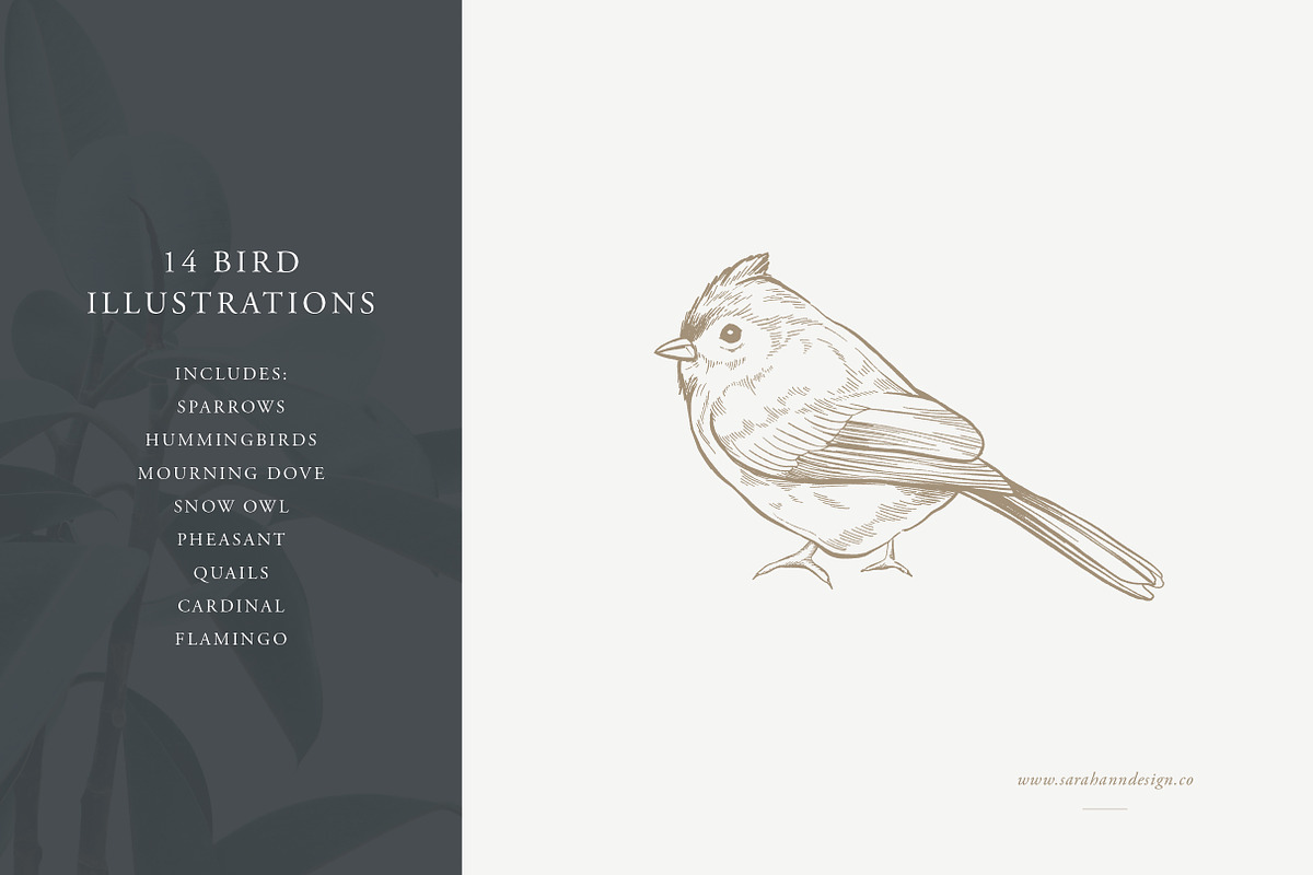 Bird Illustrations: Vector Pack, an Illustration by Sarah Ann Design (Photo 2 of 6)