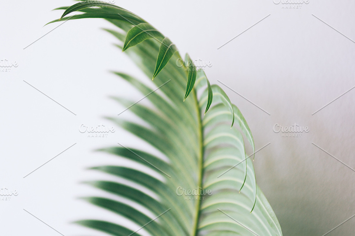 Palm Trees Photo Set, a Nature Photo by Nazar Hrabovyi (Photo 3 of 5)