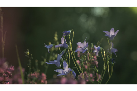 Beautiful flowers of sunny summer, a Nature Photo by Media Whale Stock