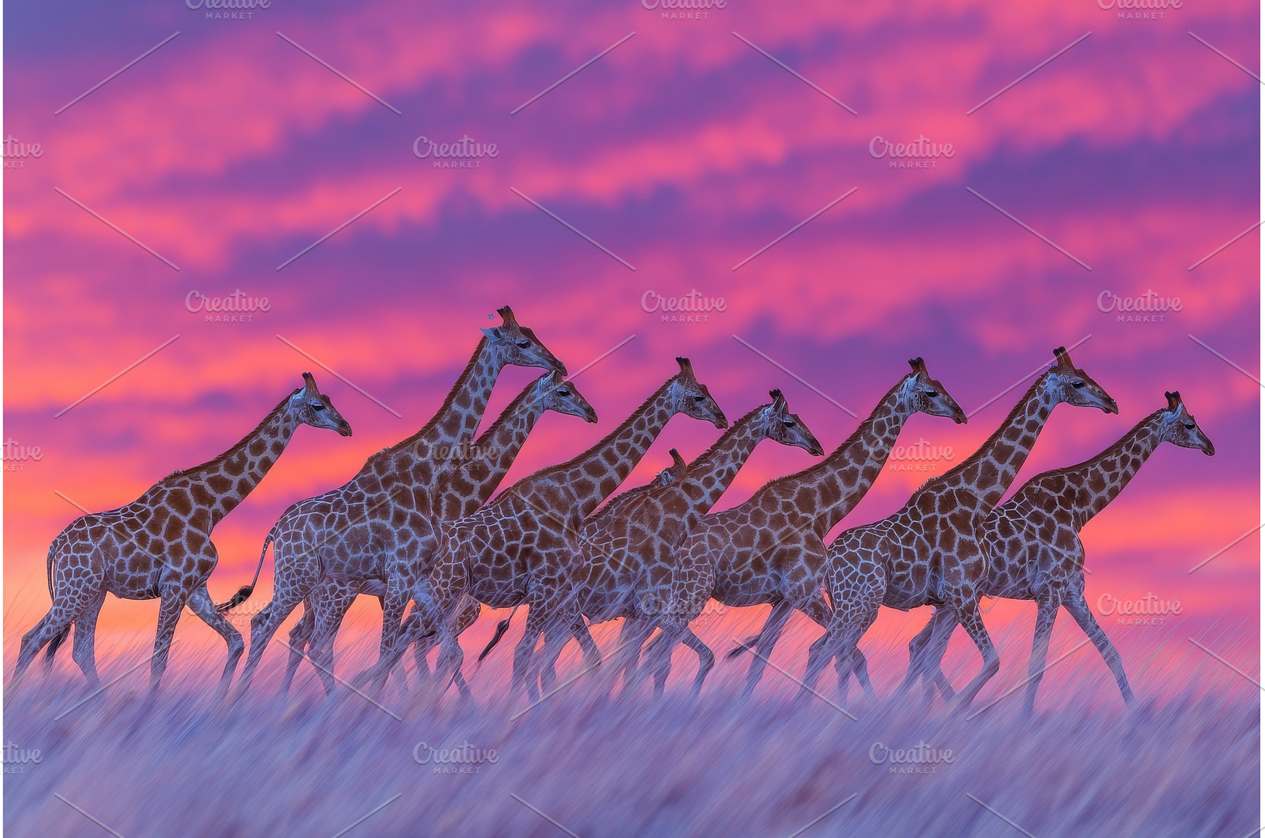 In the scenic soft light of sunset, an Animal Photo by ZinetroN