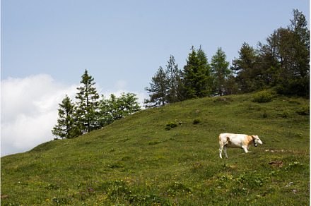 Cows grazing peacefully