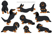 Dachshund longhaired clipart, an Animal Illustration by pet design shop (Thumbnail 6 of 10)