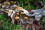 Mushrooms In The Forest Photography, a Nature Photo by Full Circle Design Studio (Thumbnail 31 of 38)