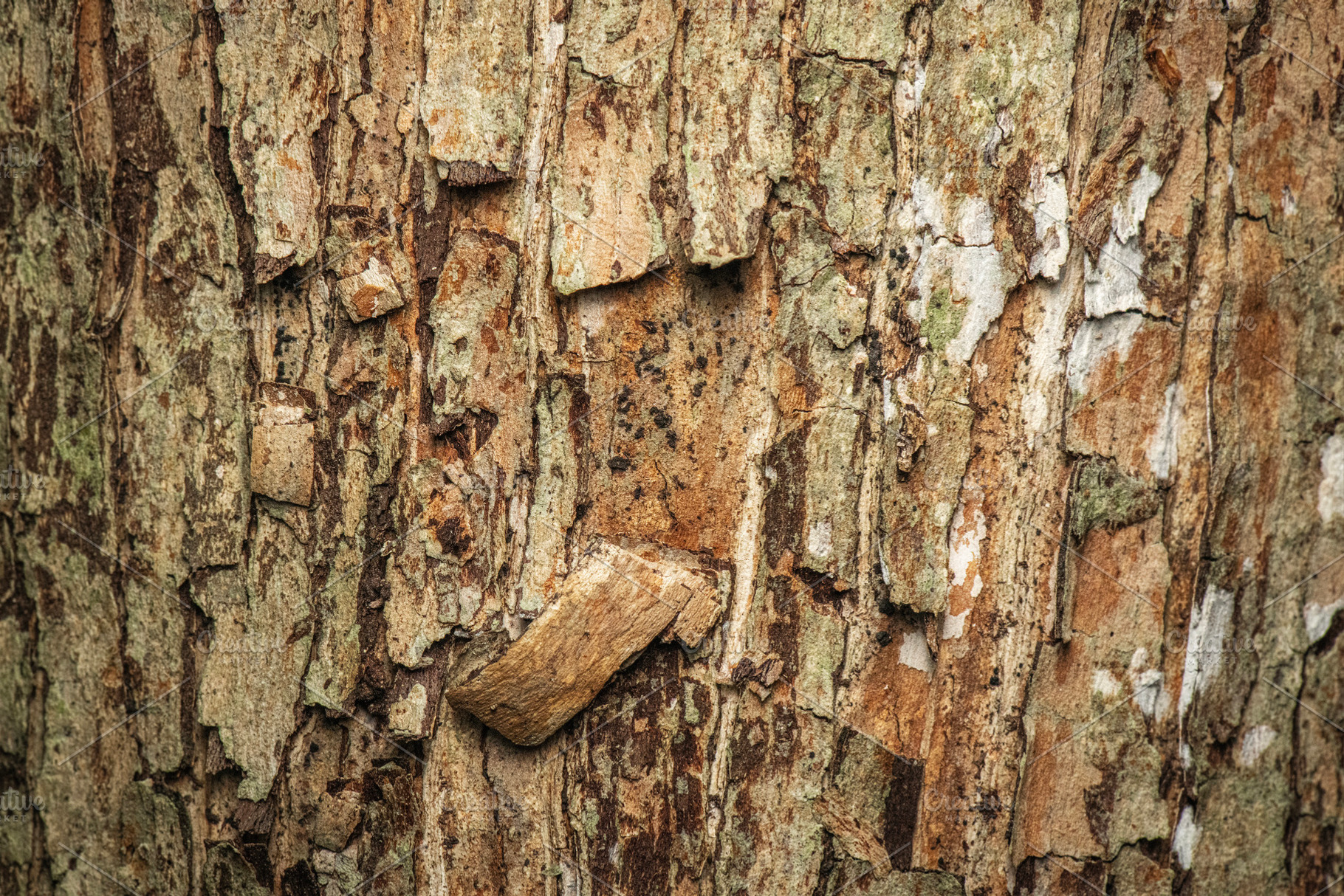 Rhodamnia argentea Tree Bark, a Nature Photo by Rob D Animal Photography