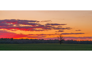 Red Sunset Over wild fields with Oak, a Nature Photo by Lukas Jonaitis SHOP