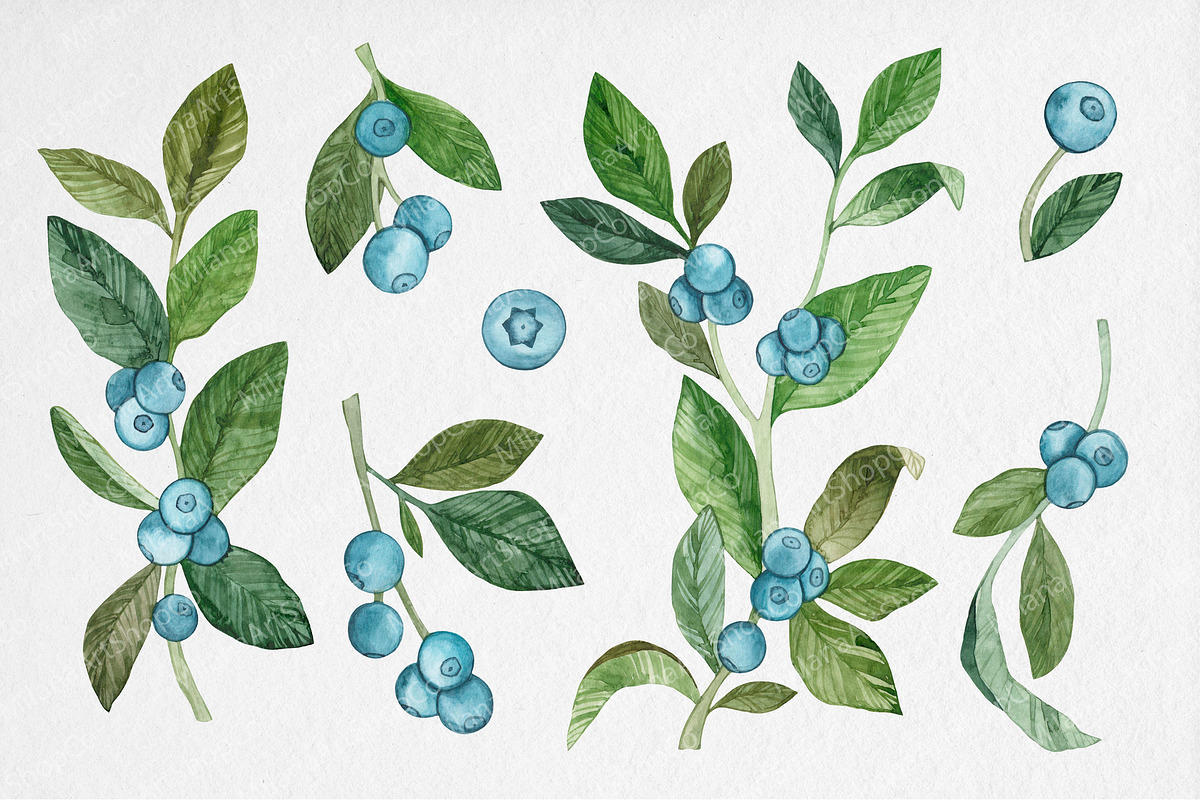 Watercolor Blueberry Clipart, an Illustration by MilanaDesignShop (Photo 2 of 4)