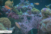 Underwater Photography Presets, a Plug-in Add-On by FixThePhoto (Thumbnail 26 of 32)