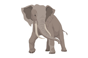 Flat vector elephant in poses, an Animal Illustration by the8monkey