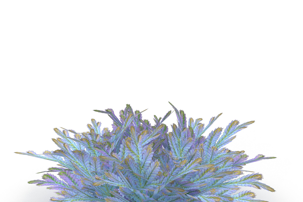 Selaginella V3, an Environmental 3D Model by AndrewWhite (Photo 9 of 9)