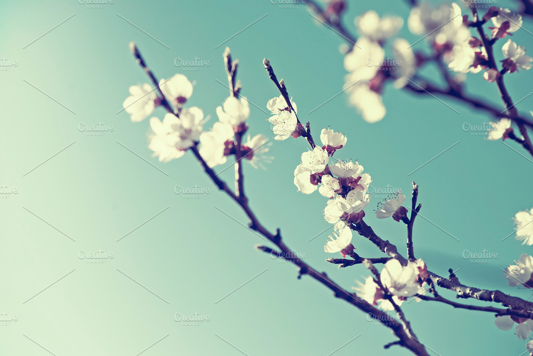 Spring blossom containing cherry, blossom, and retro, a Nature Photo by hitdelight