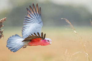 Galah, an Animal Photo by Rob D Animal Photography