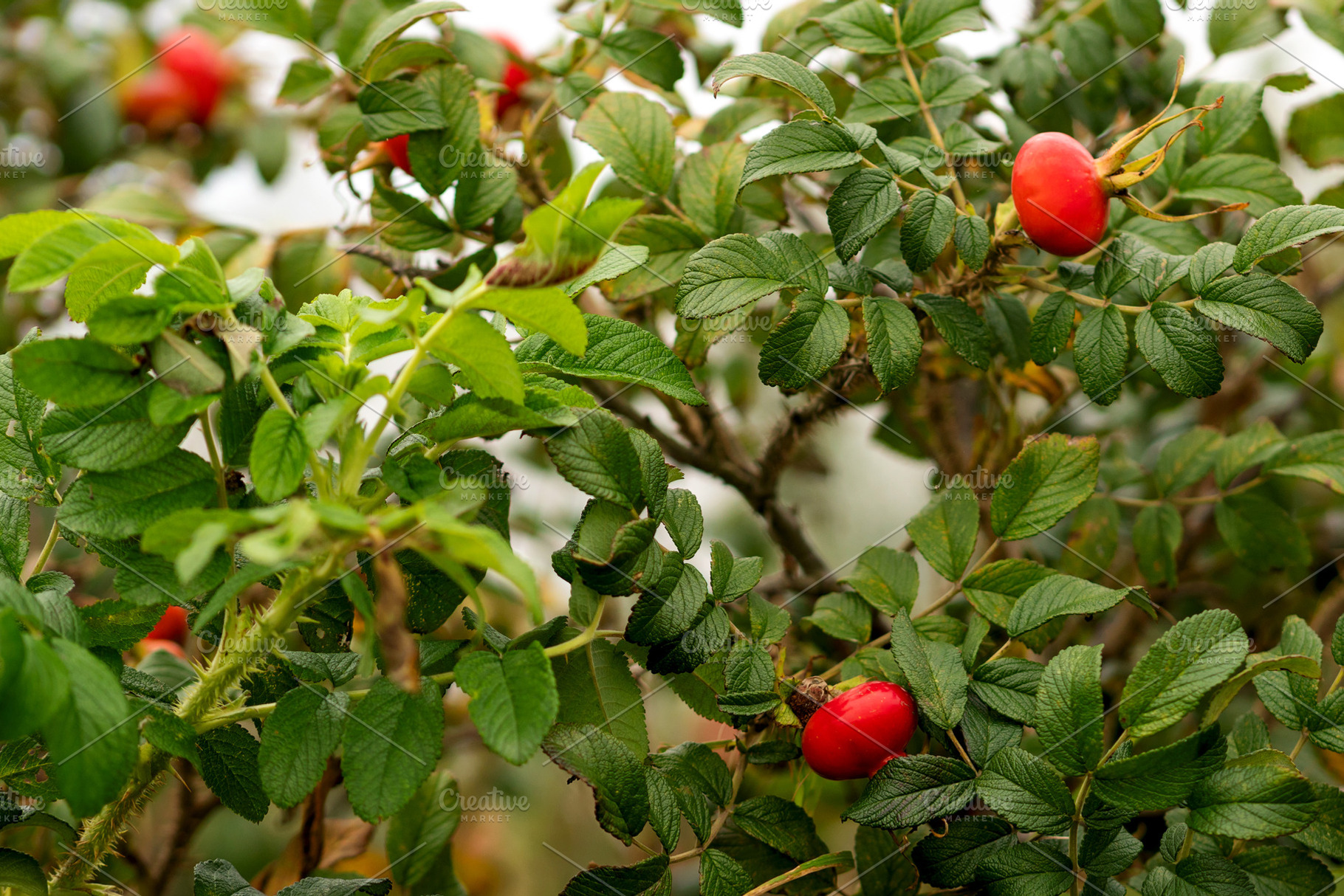 Red rosehip fruits, a Nature Photo by Elena Vagengeim