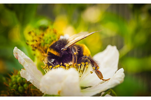 Bumblebee on White Flower Close-Up, a Nature Photo by MadPhotos