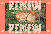 Foxy a Hand-lettered Modern Display, a Handwritten Font by Eryn Rose Design (Thumbnail 4 of 12)