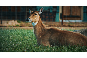 Nilgai Antelope Resting Gracefully, an Animal Photo by Our Amazing World
