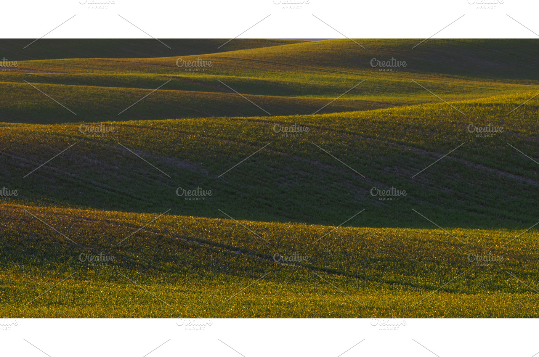 Landscape of green wavy field, a Background Photo by Lukas Jonaitis SHOP