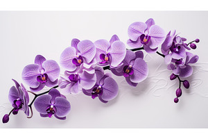 up purple flowers white background, a Background Photo by pikepicture