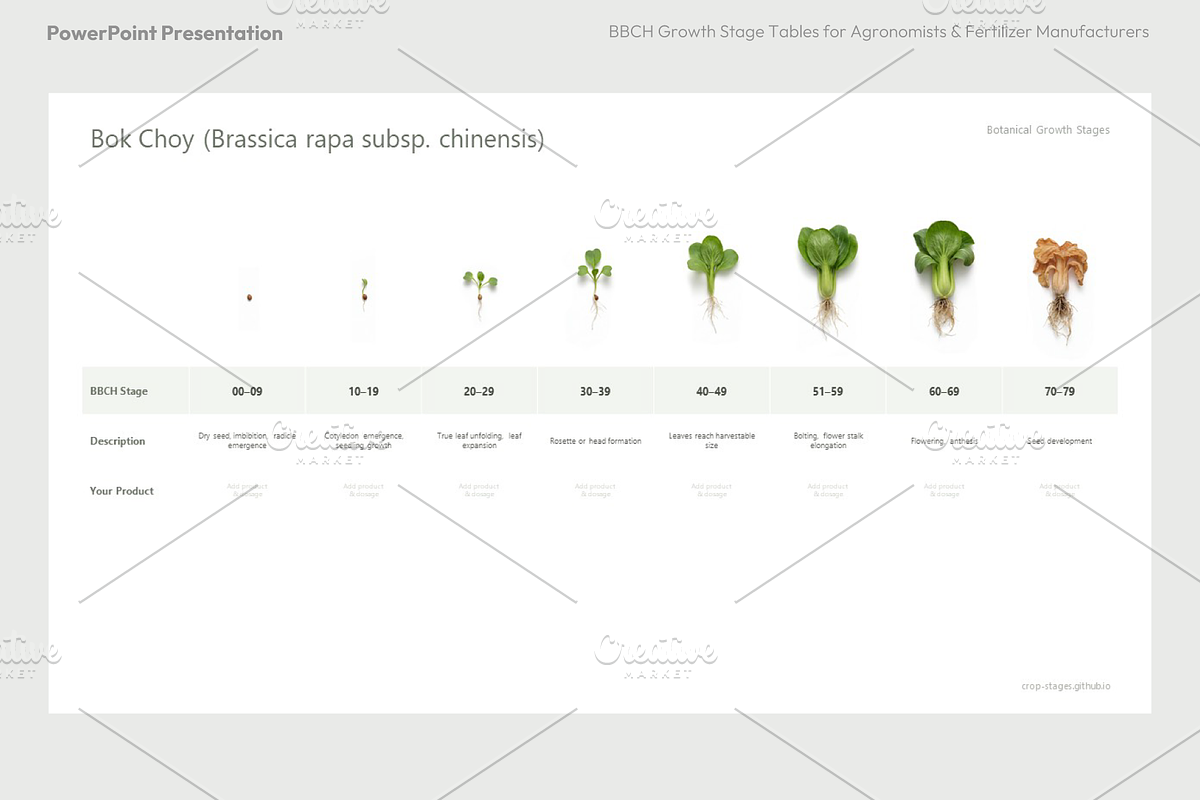 BBCH Growth Stages, Cabbages & Green, a Presentation Template by Ilia Design (Photo 2 of 10)