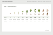 BBCH Growth Stages, Legume Crops, a Presentation Template by Ilia Design (Thumbnail 9 of 9)
