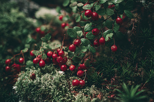 Wild Berries on Mossy Ground, a Nature Photo by Virgo Studio
