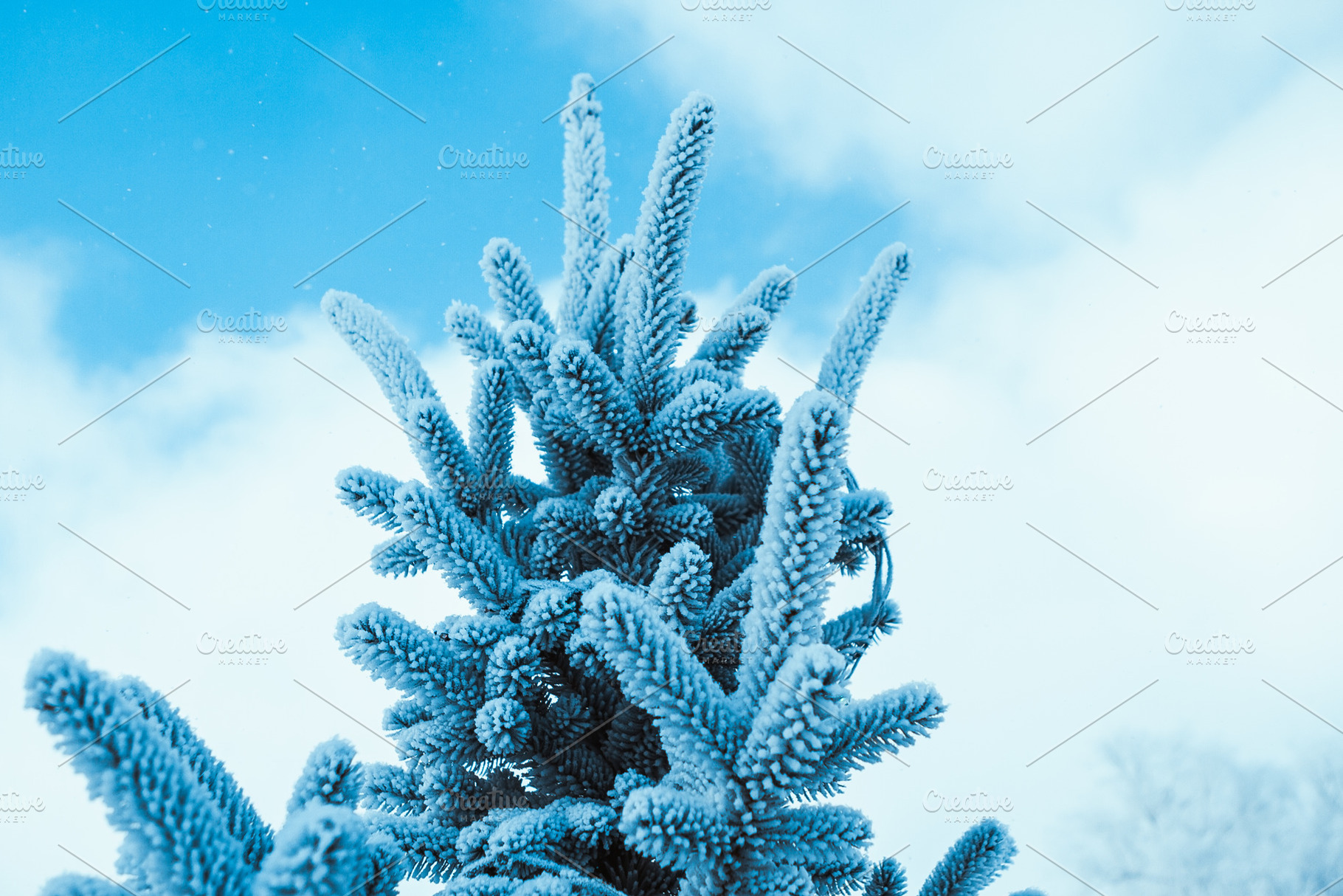 Frozen spruce in hoarfrost in winter featuring background, branch, and, a Nature Photo by ruslan117