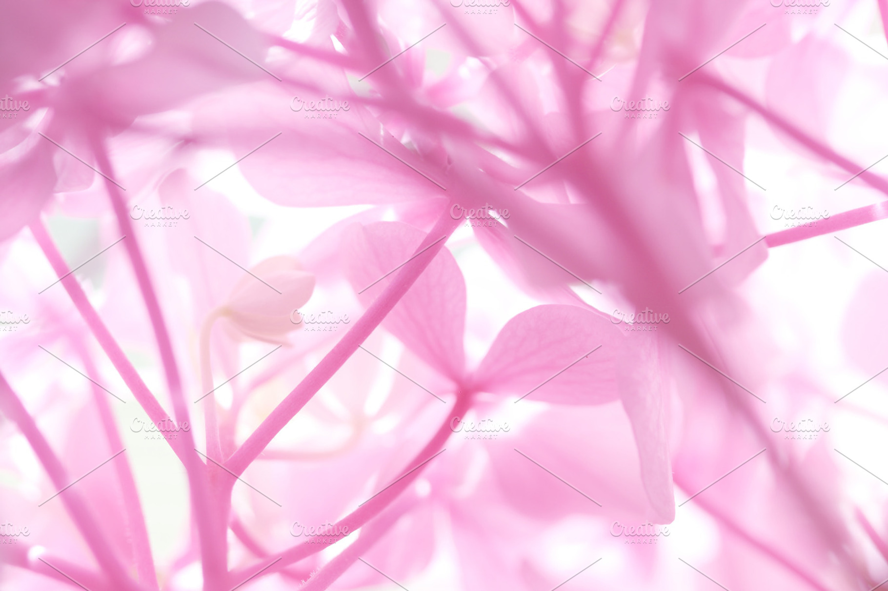Pink emotions featuring close-up, macro, and flower