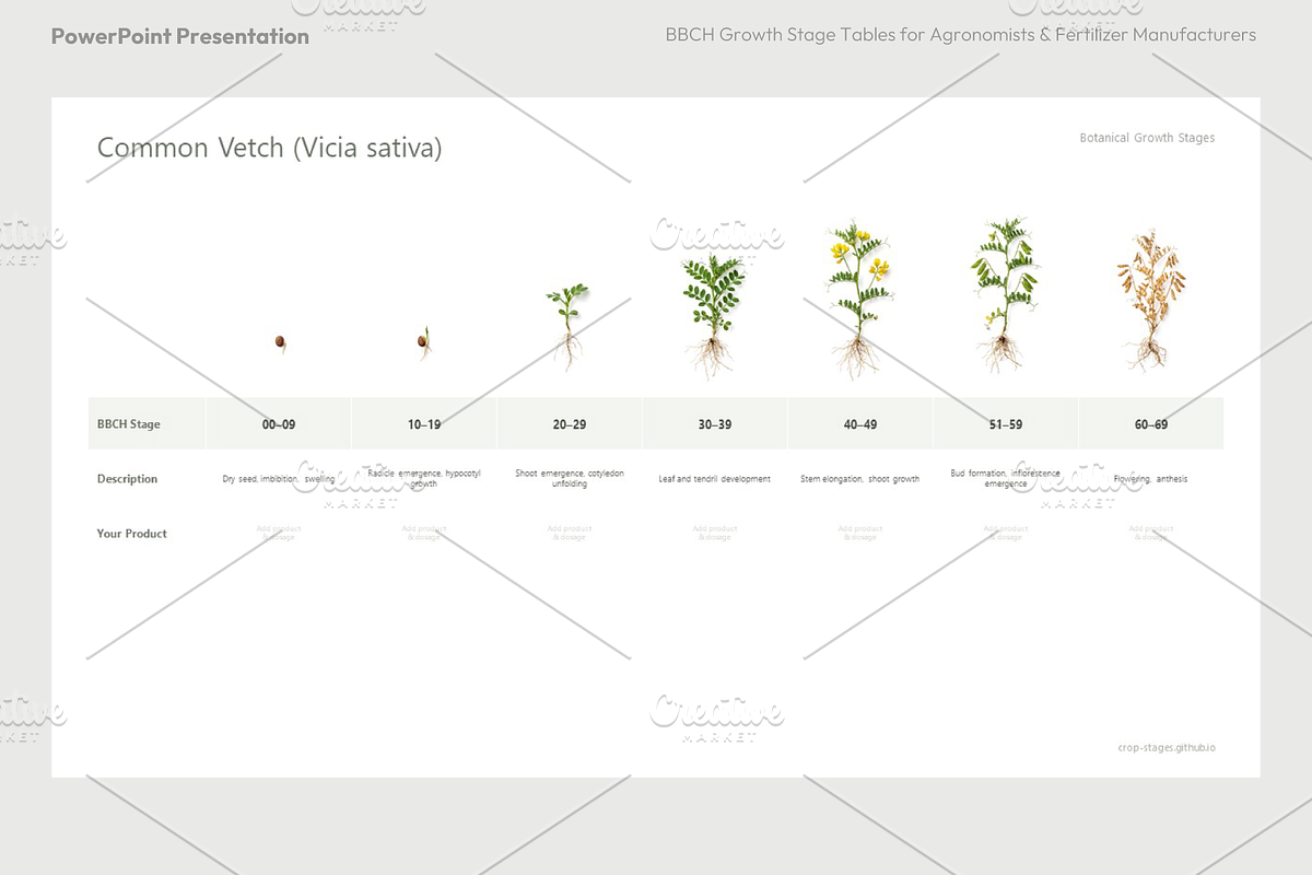 BBCH Growth Stages, Legume Crops, a Presentation Template by Ilia Design (Photo 2 of 9)