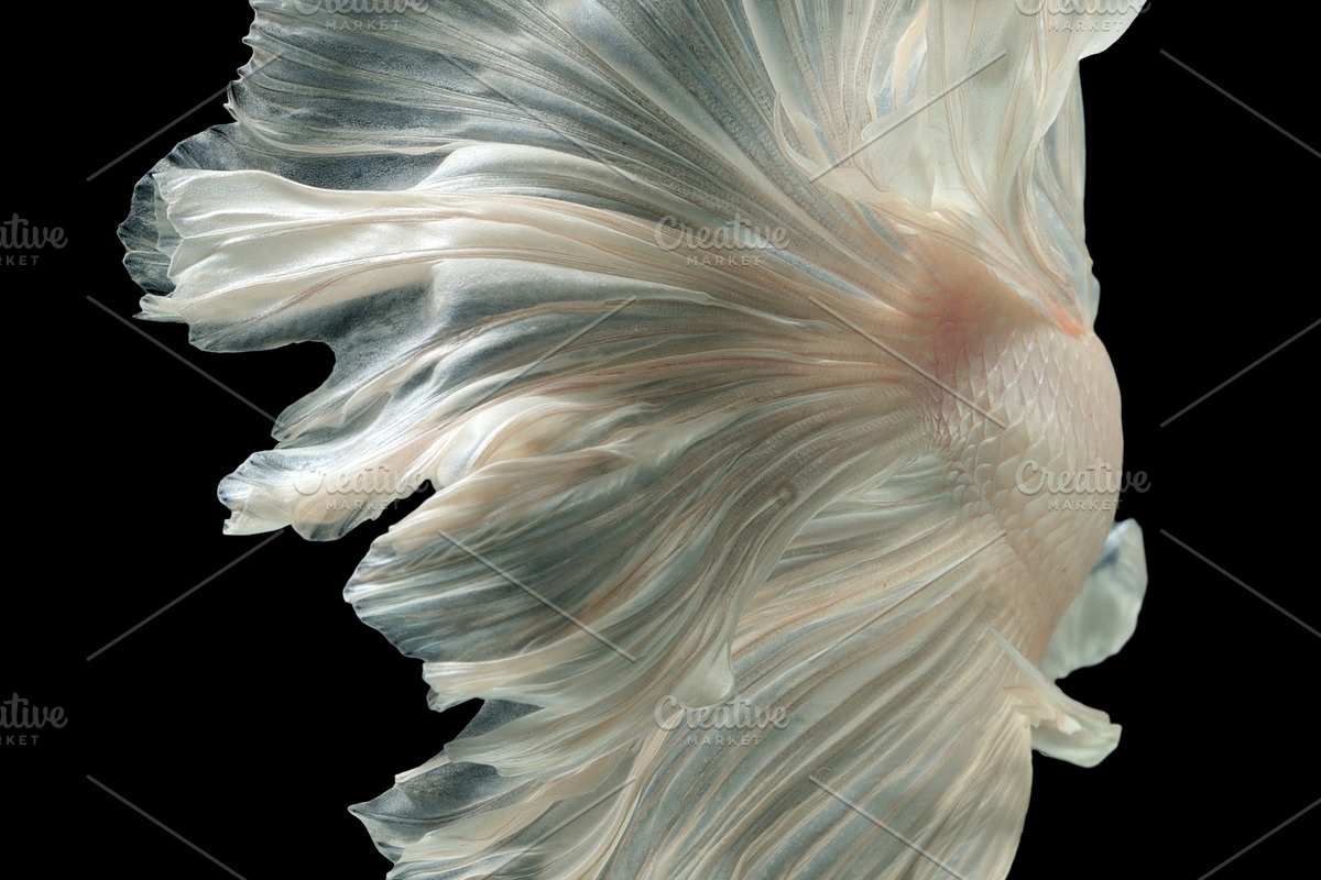 100 Photos of The Siamese Betta fish, an Animal Photo by coffeelover (Photo 12 of 12)