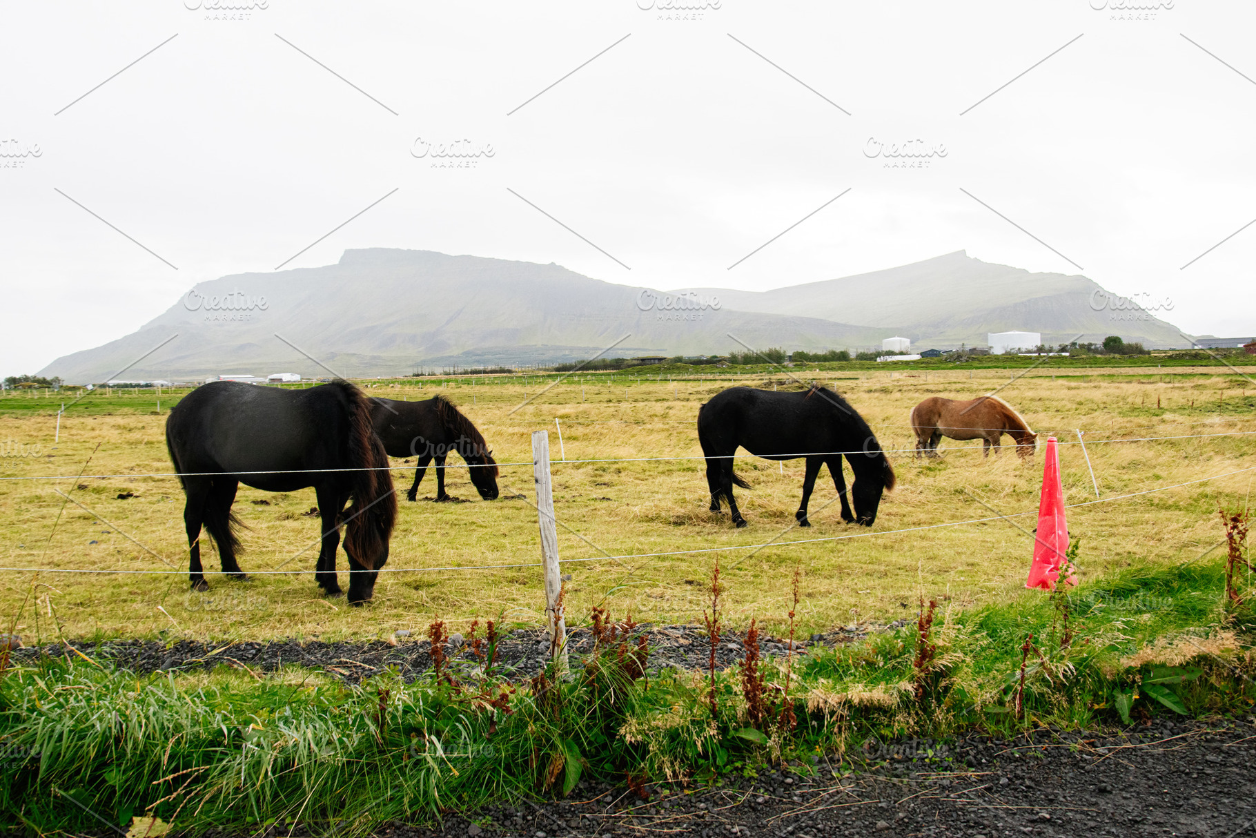Majestic Icelandic horses grazing in a lush green meadow near mountain ranges, a Nature Photo by AS photostudio