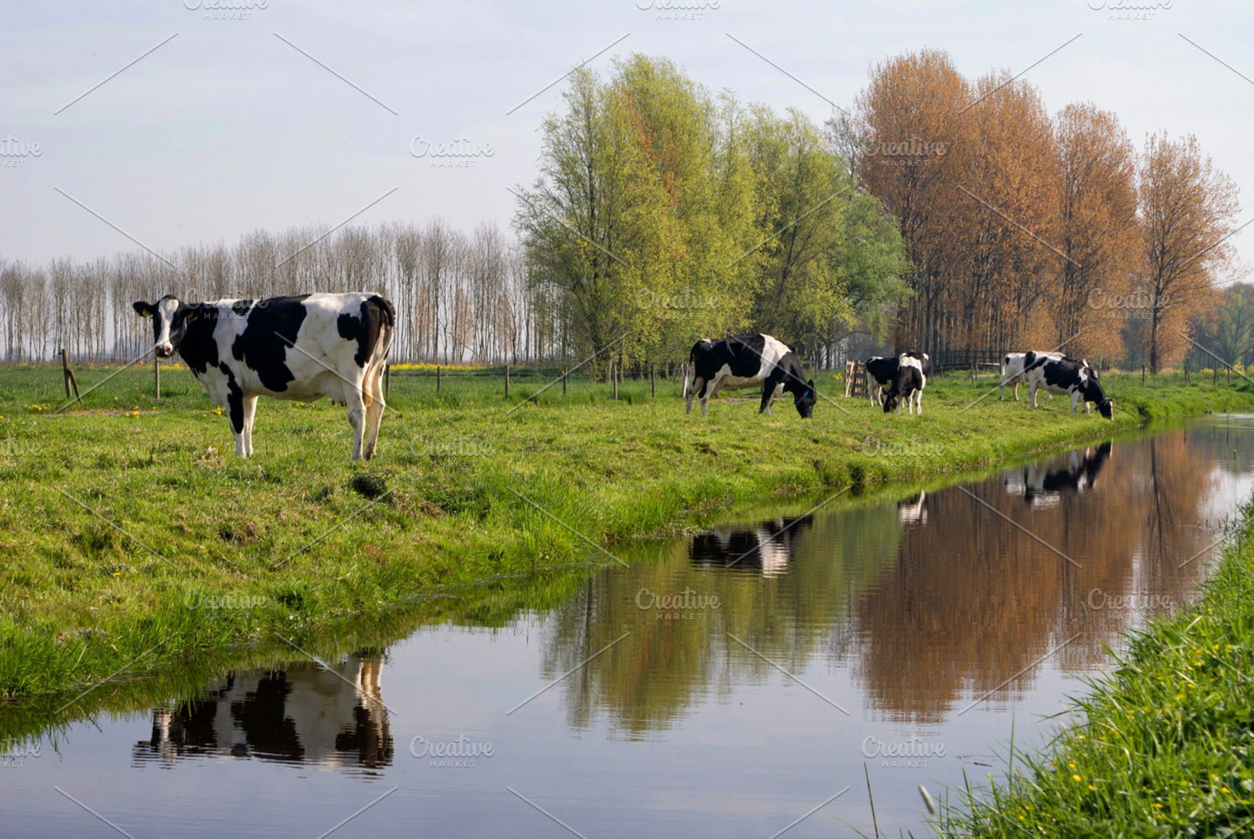 Cows along a ditch, an Animal Photo by John Stuij Photography
