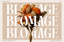 Blomage - Bold Serif Font