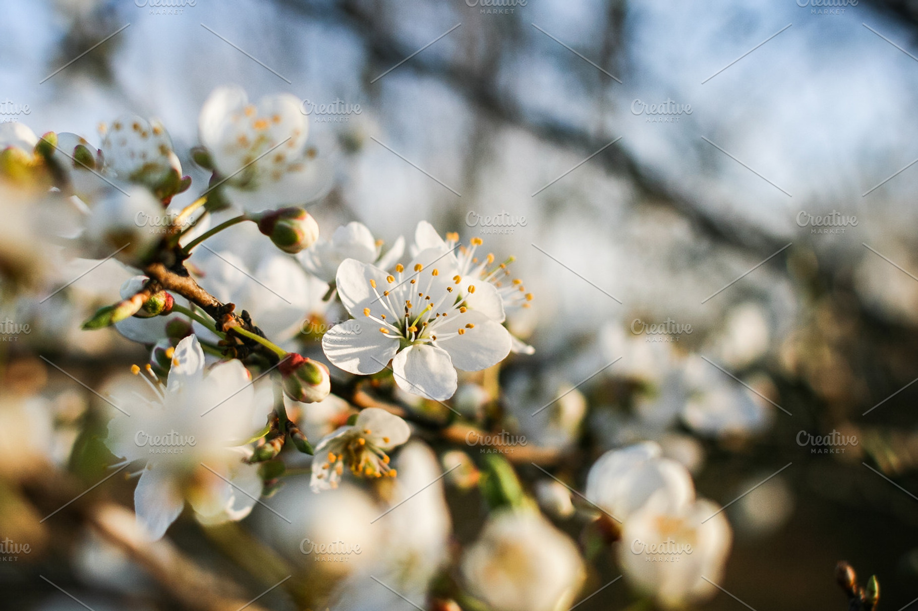 First spring shots 4 containing spring, depth of field, and detail