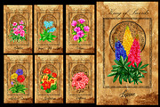 Enchanted flowers tarot deck, a Decorative Illustration by Samiramay (Thumbnail 9 of 12)