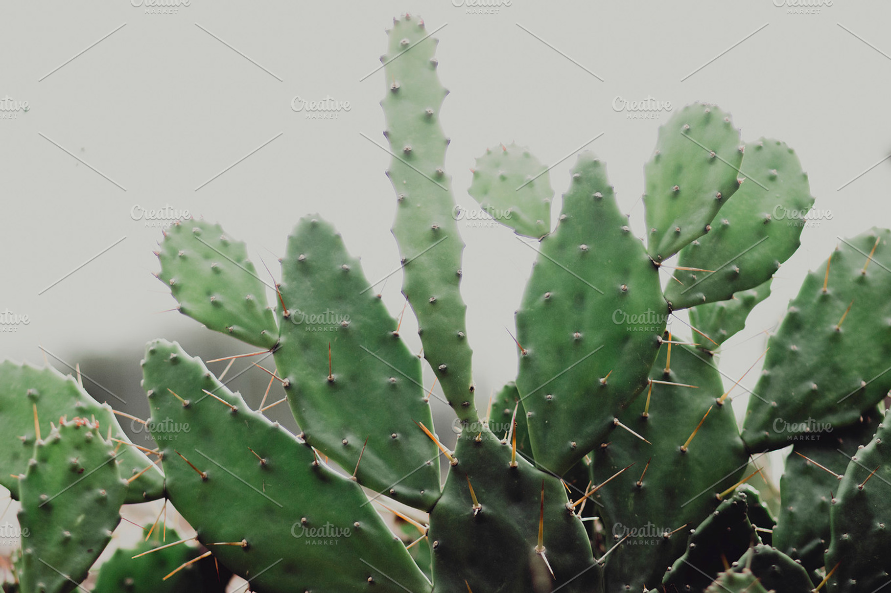 Green cactus with needles stock photo containing green and cactus, a Nature Photo by René Jordaan Photography