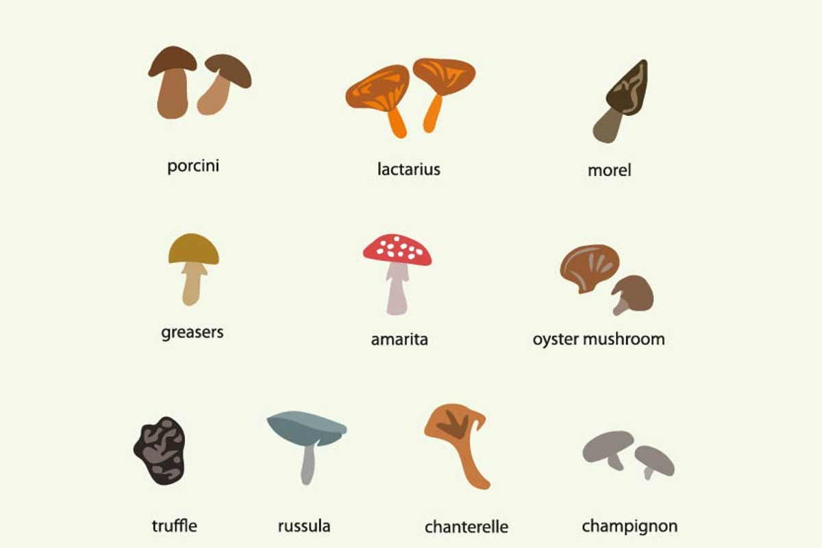 Hand drawn mushrooms clip art set, an Illustration by Svetlana Voloshina (Photo 2 of 3)